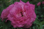 Pierre de St. Cyr
