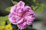 Pierre de St. Cyr