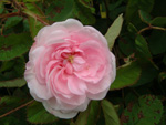 Muscosa