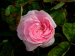 Muscosa