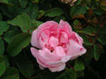 Sophie de Marsilly