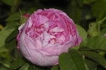 Sophie de Marsilly