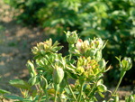 Viridiflora
