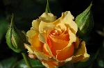 Amber Queen
