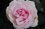 Eckart Witzigmann