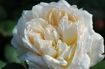 Crocus Rose (Emanuel)