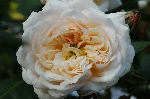 Crocus Rose (Emanuel)
