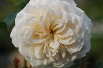 Crocus Rose (Emanuel)