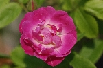 Mrs. F.W. Flight