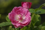 Mrs. F.W. Flight