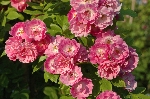 Mrs. F.W. Flight