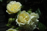Aglaia