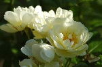 Aglaia