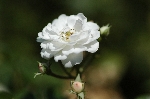 Guirlande d'Amour