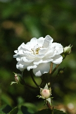 Guirlande d'Amour