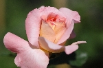 Augusta Louise