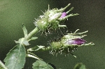 R. stellata mirifica