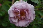 La Rose du Petit Prince