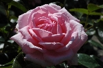 La Rose de Molinard