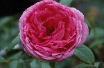 La Rose de Molinard