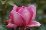 La Rose de Molinard