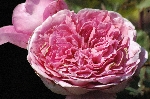 Amandine Chanel