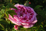 Ispahan