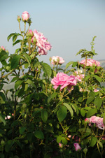 Ispahan