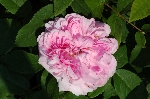 Jacques Cartier