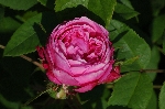 Jacques Cartier
