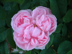 Jacques Cartier