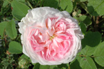 Jacques Cartier