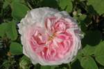 Jacques Cartier
