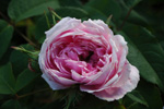 Marie-Louise