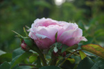 Marie-Louise