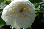 Mme. Hardy