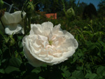 Mme. Hardy
