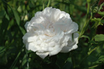 Mme. Hardy