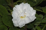 Quatre Saisons Blanc Mousseux