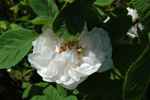 Quatre Saisons Blanc Mousseux