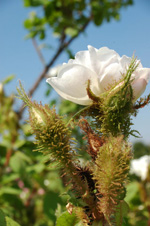 Quatre Saisons Blanc Mousseux