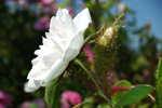 Quatre Saisons Blanc Mousseux