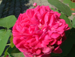 Rose de Resht