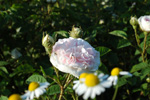 F�licit� Parmentier