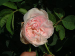Agathe Incarnata