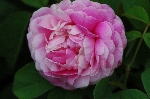 Aimable Rouge