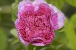 Aimable Rouge