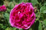 Charles de Milles