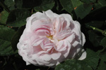 Duchesse de Montebello