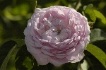 Duchesse de Montebello